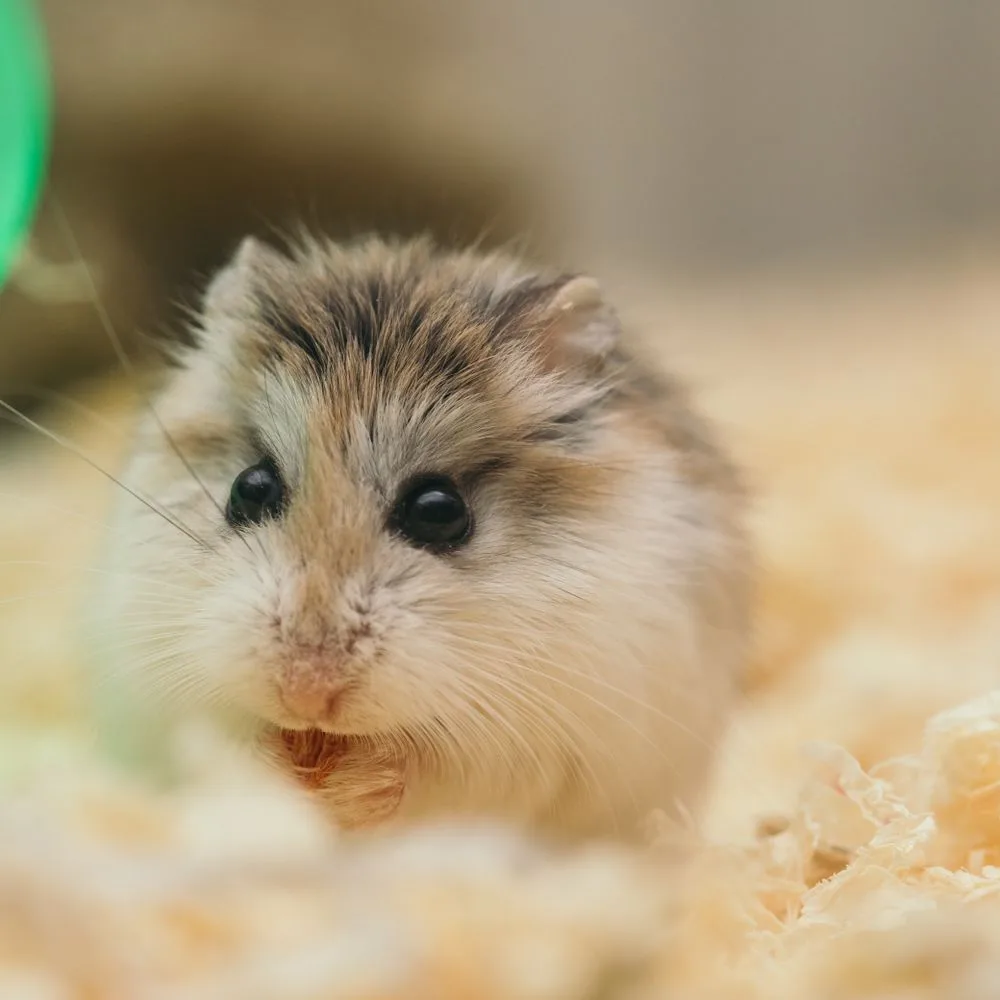 Gros plan d'un hamster dans sa litière