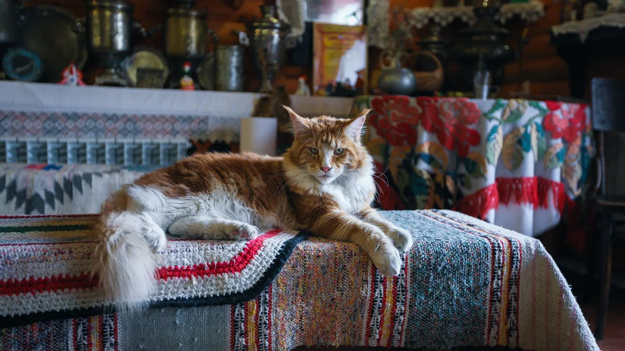 Coin litière discret et propre dans une maison