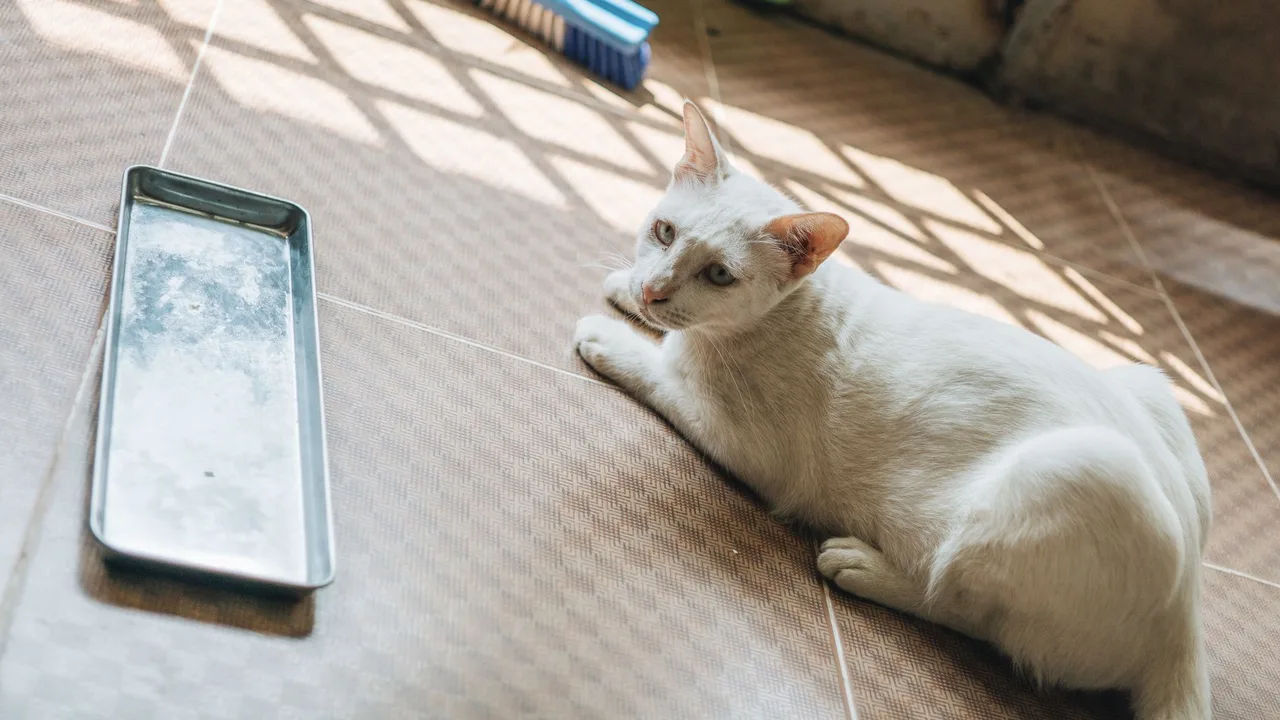 Poubelle à litière pour chat