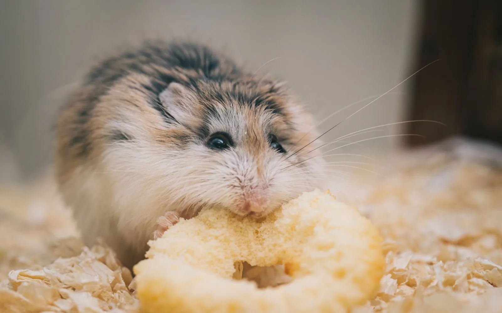 Accessoires pour hamster : les 5 que j'ai vraiment testés