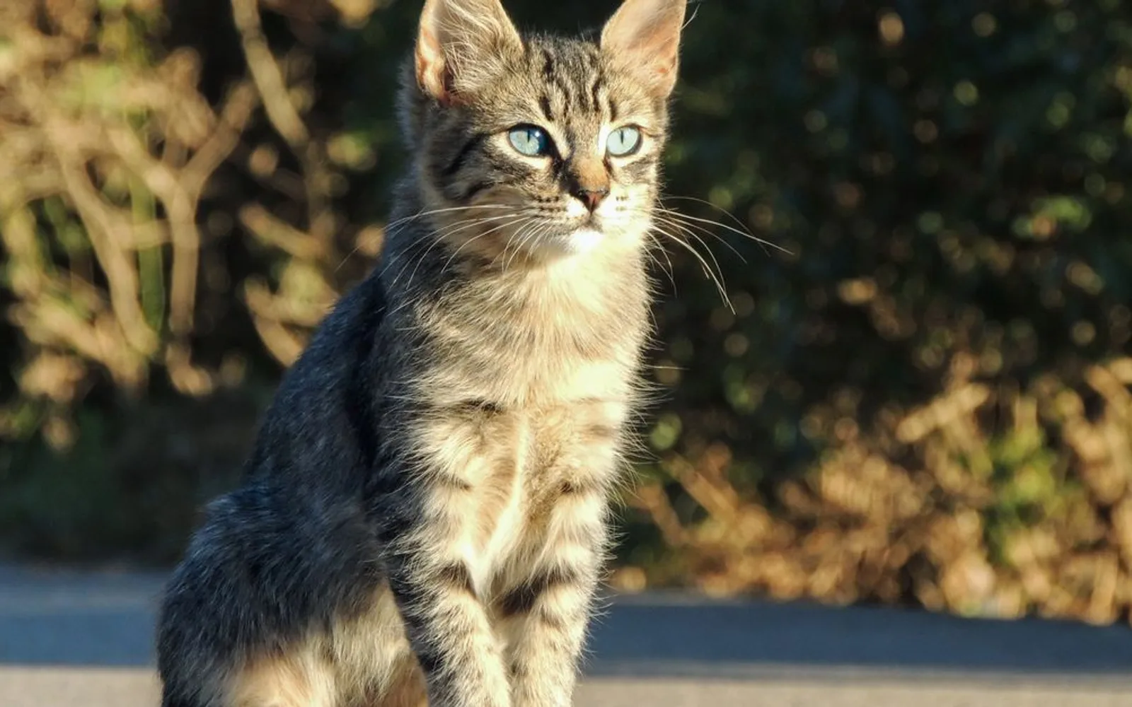 Protéger et apaiser son chat : anti-puces et phéromones testés