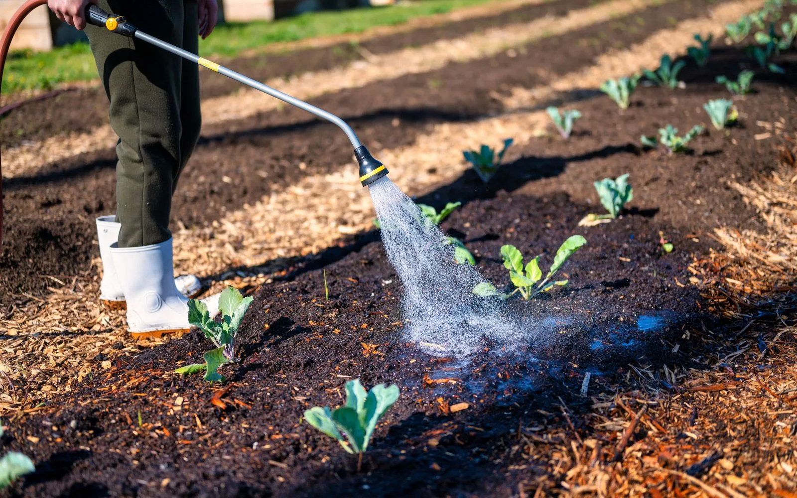 Arroser le potager : quels outils pour quel usage
