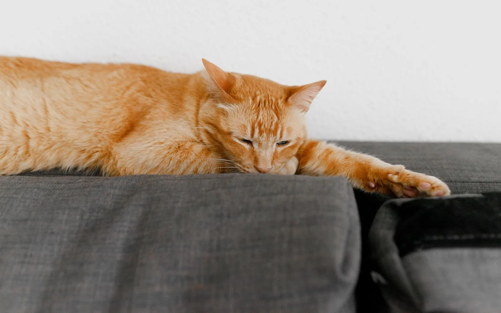 Litière du chat : notre coin discret et sans odeurs
