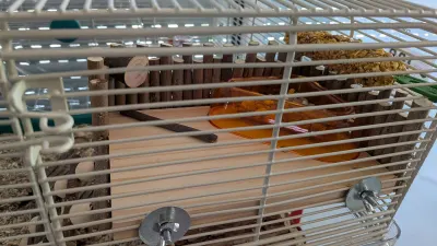 Plateforme d'escalade en bois pour hamster FTISSLY, photo prise par Marwane