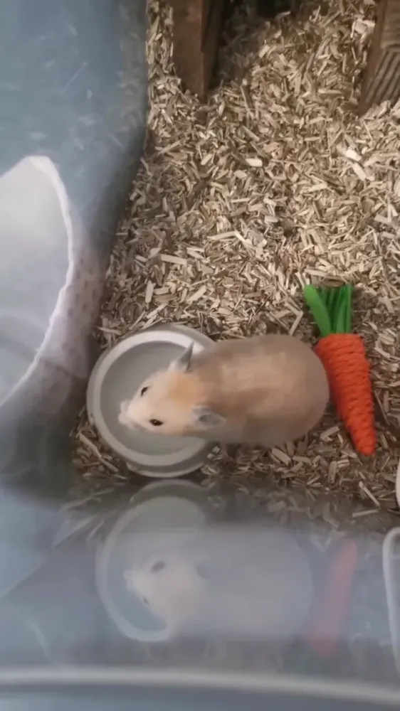 Boîte de bain de sable pour hamster en acrylique, vidéo 1 filmée par Marwane