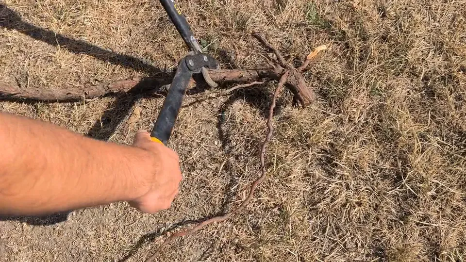 Coupe-branches Fiskars (lames franches, fibre de verre), vidéo 1 filmée par Marwane