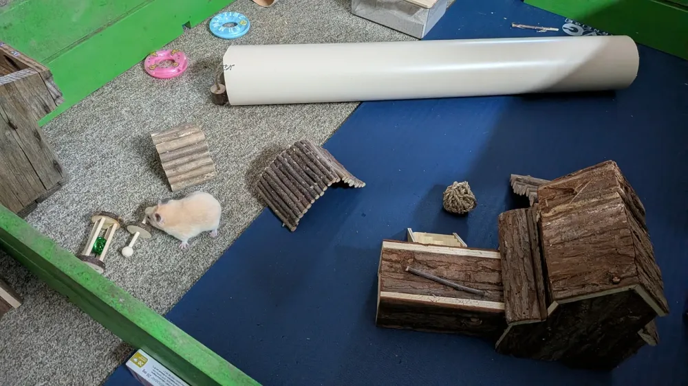 Jouets à mâcher YIXUND pour hamster et rongeurs, photo 1 prise par Marwane