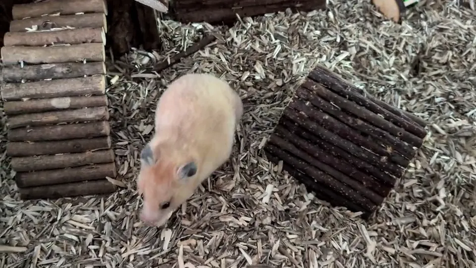 Riga Rondly Friandise à l'orange pour rongeurs (125 g), image de la vidéo filmée par Marwane
