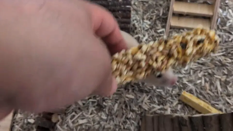 Bâtonnets à grignoter pour rongeurs (sans sucre ajouté ni céréales), image de la vidéo filmée par Marwane
